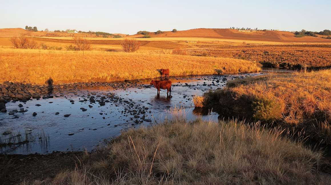 our_cattle_in_the_river (Copy)